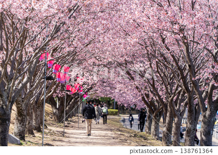 [神櫻] 德島中央公園的八須賀櫻花 138761364