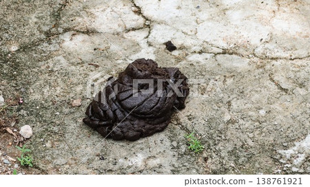 close up of cow feces on cracked concrete surface with grass patches copy space close up of cow feces on cracked concrete surface with grass patches copy space 138761921