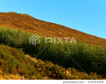 A vibrant landscape shows a hillside covered with rows of evergreen fir trees and brown moorland vegetation. A bright blue sky is above, bathed in clear daylight. A vibrant landscape shows a hillside covered with rows of evergreen fir trees and brown moorland vegetation. A bright blue sky is above, bathed in clear daylight. 138761959