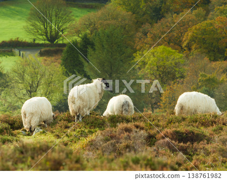 A group of sheep grazes on a heather-covered hillside overlooking a green valley with colorful autumn trees. A group of sheep grazes on a heather-covered hillside overlooking a green valley with colorful autumn trees. 138761982