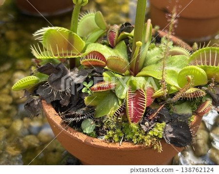 Venus flytrap in a pot 138762124