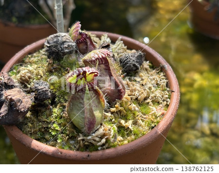 Small potted Nepenthes Small potted Nepenthes 138762125