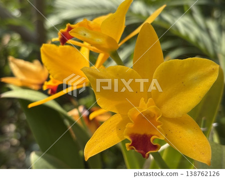 Yellow Cattleya orchid flowers Yellow Cattleya orchid flowers 138762126