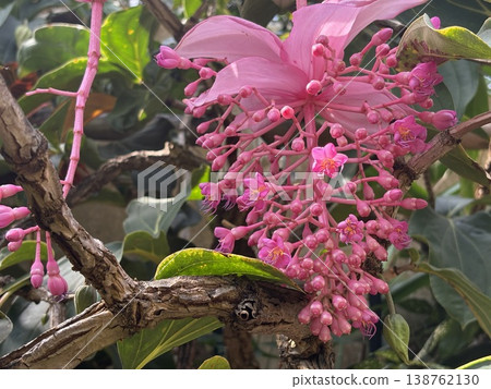 Pink flower clusters of Medinilla Pink flower clusters of Medinilla 138762130