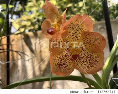 Orange Vanda orchid Orange Vanda orchid 138762131
