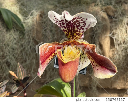 Spotted Paphiopedilum Spotted Paphiopedilum 138762137