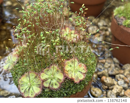 盆栽茅膏菜(圓葉茅膏菜) 盆栽茅膏菜(圓葉茅膏菜) 138762148