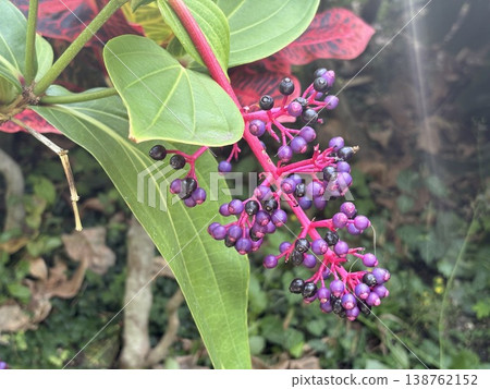一種結紫色漿果的熱帶植物 138762152