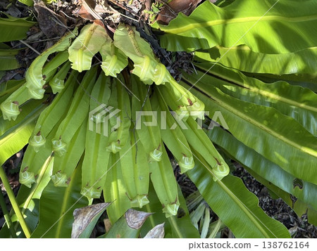 New shoots of Otaniwatari 138762164