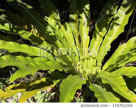 Asplenium nidus (from directly above) 138762166