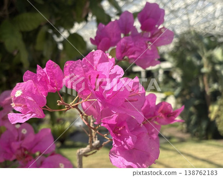 Bougainvillea and greenhouse dome 138762183