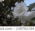 白色杜鵑花 138762194