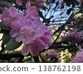 粉紅色的杜鵑花在藍天的襯托下格外醒目。 138762198