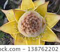 鳳梨科植物花蕾（從正上方觀察） 138762202