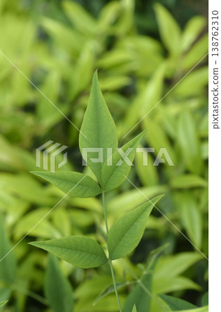 Heavenly bamboo Bright light Heavenly bamboo Bright light 138762310