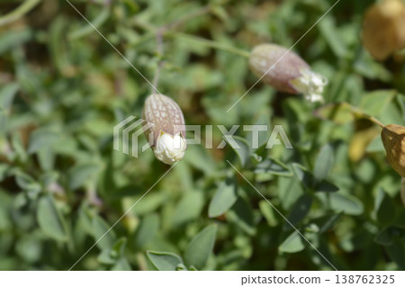 Sea campion Sea campion 138762325