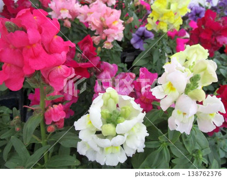 A close-up of colorful snapdragon flowers 138762376