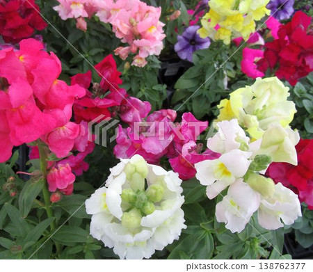 A close-up of colorful snapdragon flowers A close-up of colorful snapdragon flowers 138762377