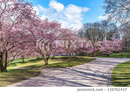 Cherry blossoms in Munich, Germany. Pink cherry blossoms with a blue and cloudy sky background. Spring in Germany. Cherry blossoms in Munich, Germany. Pink cherry blossoms with a blue and cloudy sky background. Spring in Germany. 138762437