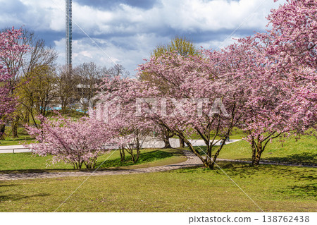 Cherry blossoms in Munich, Germany. Pink cherry blossoms with a blue and cloudy sky background. Spring in Germany. Cherry blossoms in Munich, Germany. Pink cherry blossoms with a blue and cloudy sky background. Spring in Germany. 138762438