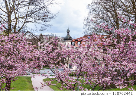 Cherry blossoms in Munich, Germany. Pink cherry blossoms with a blue and cloudy sky background. Spring in Germany. Cherry blossoms in Munich, Germany. Pink cherry blossoms with a blue and cloudy sky background. Spring in Germany. 138762441