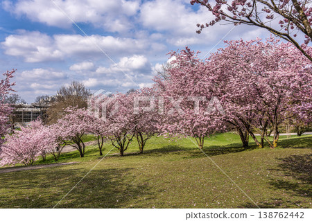 Cherry blossoms in Munich, Germany. Pink cherry blossoms with a blue and cloudy sky background. Spring in Germany. Cherry blossoms in Munich, Germany. Pink cherry blossoms with a blue and cloudy sky background. Spring in Germany. 138762442