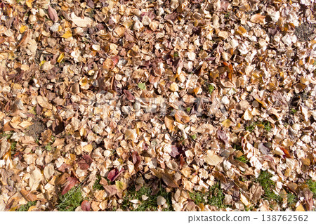 Fallen leaves  138762562