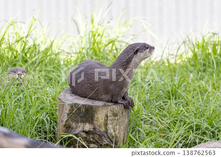 Photograph of an Otter sitting on a tree stump in a grassy field Photograph of an Otter sitting on a tree stump in a grassy field 138762563