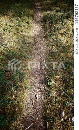 Walkway through green grass and plants in a forest during the day Walkway through green grass and plants in a forest during the day 138762587