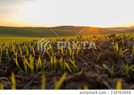 Green sprouts of winter wheat break through dark soil, illuminated by the soft glow of the setting sun on a tranquil evening Green sprouts of winter wheat break through dark soil, illuminated by the soft glow of the setting sun on a tranquil evening 138763066