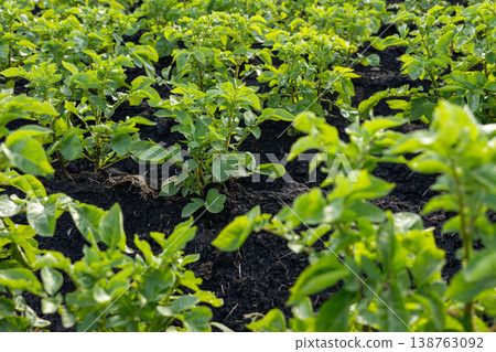 Lush potato plants stretch toward the sun in rich soil, basking in warmth as they grow robustly in the field 138763092