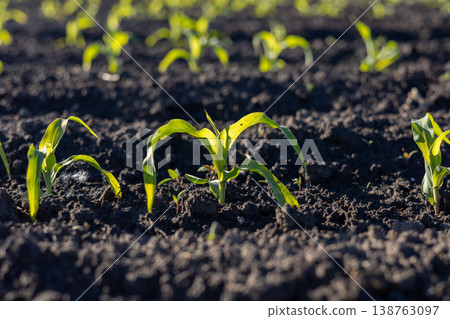 Bright green corn sprouts break through dark soil, reaching for sunlight in a field on a warm spring morning, signaling new life Bright green corn sprouts break through dark soil, reaching for sunlight in a field on a warm spring morning, signaling new life 138763097