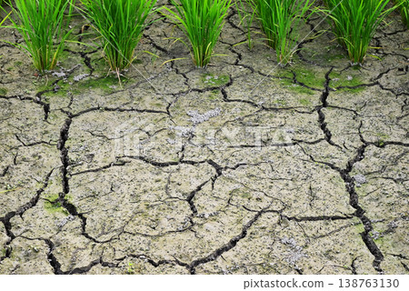 Water shortage, cracks, drought, lack of rain, drought, ground fissures, image material, rice cultivation Water shortage, cracks, drought, lack of rain, drought, ground fissures, image material, rice cultivation 138763130
