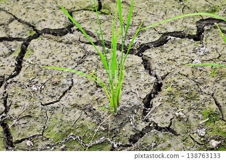 Water shortage, cracks, drought, lack of rain, drought, ground fissures, image material, rice cultivation 138763133