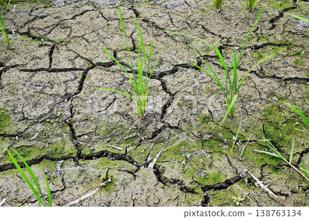 Water shortage, cracks, drought, lack of rain, drought, ground fissures, image material, rice cultivation Water shortage, cracks, drought, lack of rain, drought, ground fissures, image material, rice cultivation 138763134