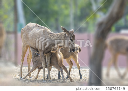 A fawn from its mother deer, a female in front of a large tree eating milk in the afternoon. A fawn from its mother deer, a female in front of a large tree eating milk in the afternoon. 138763149