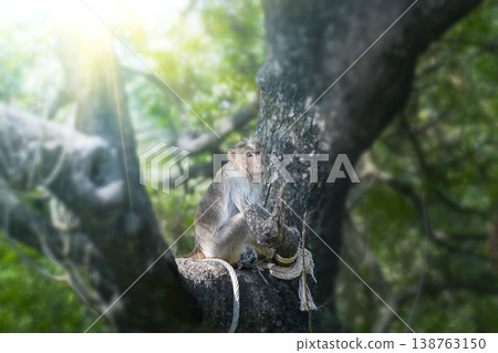 One monkey siting in selective focus on the tree between two big branches blurred One monkey siting in selective focus on the tree between two big branches blurred 138763150