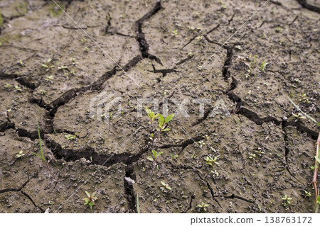 生命力、破土而出的嫩芽、乾涸的土地、缺水、地面裂縫、乾旱、缺乏降雨、旱災、裂縫、圖像素材 生命力、破土而出的嫩芽、乾涸的土地、缺水、地面裂縫、乾旱、缺乏降雨、旱災、裂縫、圖像素材 138763172