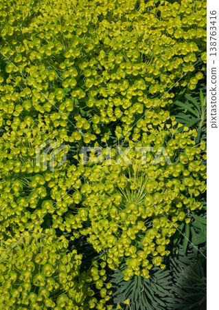 Green yellow euphorbia flowers in dense clusters with foliage, spring garden plant texture and natural background. Spring background, botanical texture, garden plant, nature design, floral pattern 138763416