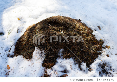 Winter ant activity. Ant mound under melting snow. Soil mound amidst melting snow and pine needles 138763479