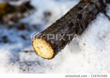 Pine log on snow with icy droplets. Detailed image of freshly cut pine against winter snow 138763480