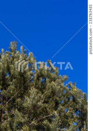 Blue sky highlights pine treetops. Crisp contrast between green needles and smooth blue sky Blue sky highlights pine treetops. Crisp contrast between green needles and smooth blue sky 138763485