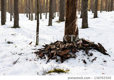 Coniferous forest with snow remnants. Tall pines fading into soft light amidst snow and bark Coniferous forest with snow remnants. Tall pines fading into soft light amidst snow and bark 138763505