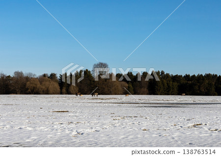 Winter scene tranquility. Vast winter vista featuring snowcovered ground and distant woods Winter scene tranquility. Vast winter vista featuring snowcovered ground and distant woods 138763514