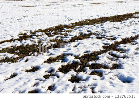 Frost recedes exposing earth tones. Warming snow uncovers dirt and grassy patches 138763515