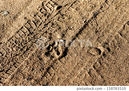 Beach evening stroll. Relaxed seaside walk featuring textured sand and playful dog prints Beach evening stroll. Relaxed seaside walk featuring textured sand and playful dog prints 138763520