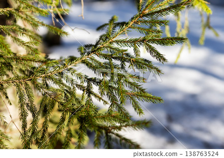 Bright pine needles. Warm sunlight enhances pine needle textures against snow background 138763524