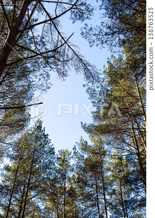 Looking up at majestic pine trees. Tall forest canopy captured from ground perspective Looking up at majestic pine trees. Tall forest canopy captured from ground perspective 138763525