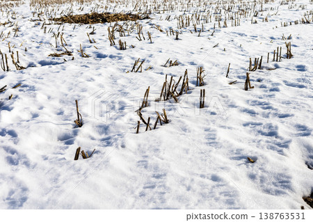 Serene rural winter setting highlighting stubble protruding through snow in subdued light Serene rural winter setting highlighting stubble protruding through snow in subdued light 138763531