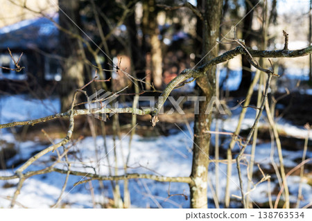 Tranquil icy branches displayed amidst softly blurred residential setting under gentle sunlight Tranquil icy branches displayed amidst softly blurred residential setting under gentle sunlight 138763534